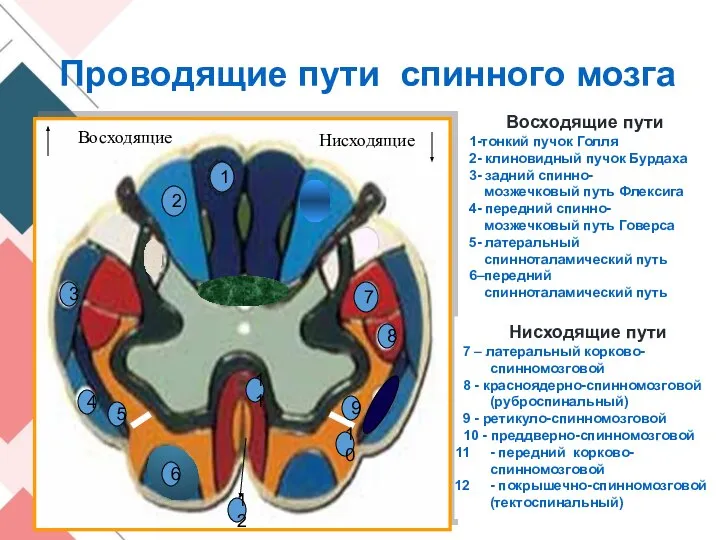 1 7 8 4 3 11 2 5 12 Восходящие пути 1-тонкий