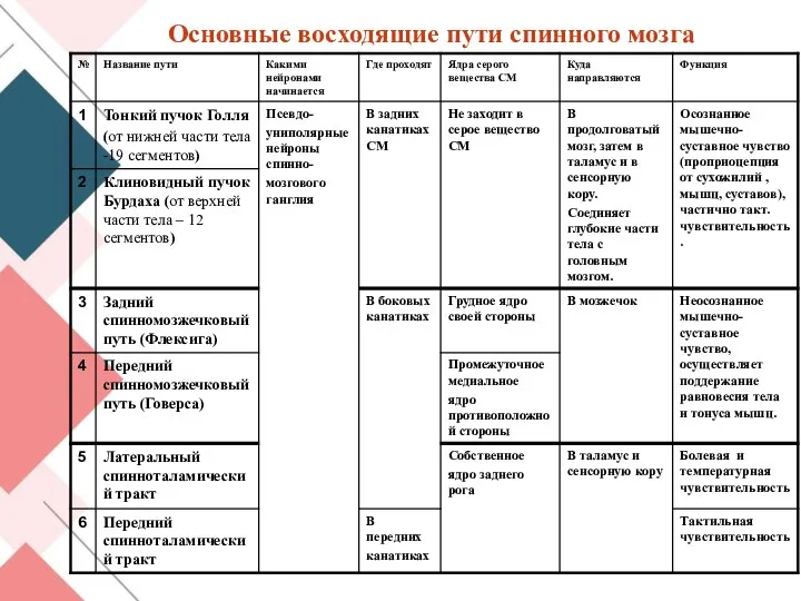 Основные восходящие пути спинного мозга