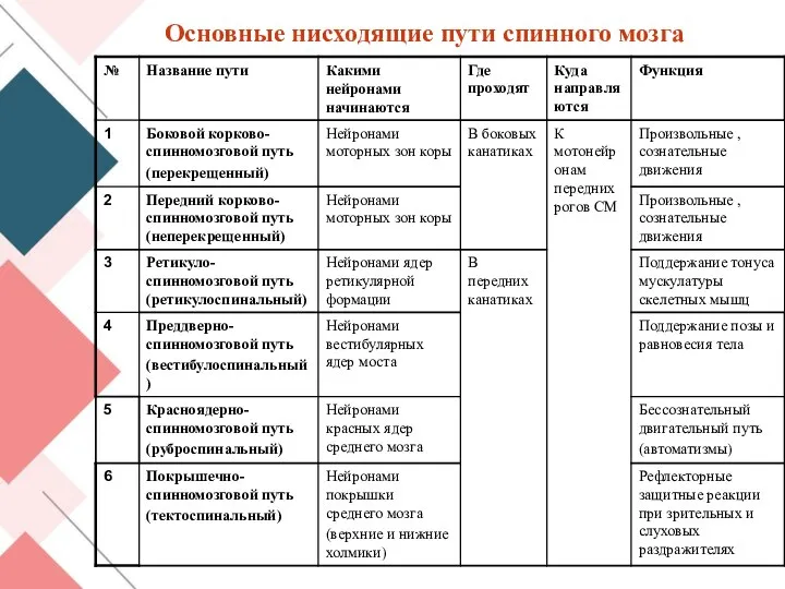 Основные нисходящие пути спинного мозга