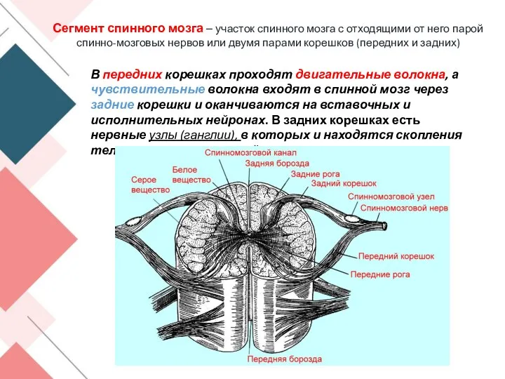 Сегмент спинного мозга – участок спинного мозга с отходящими от него парой