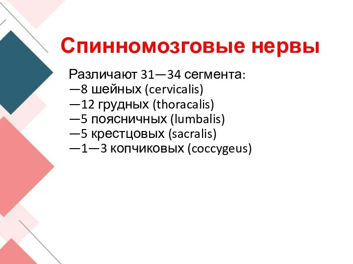 Спинномозговые нервы Различают 31—34 сегмента: —8 шейных (cervicalis) —12 грудных (thoracalis) —5