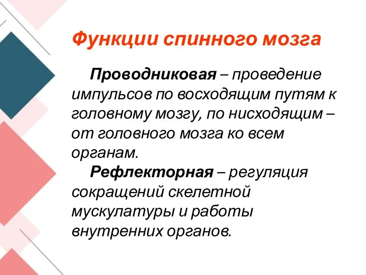 Функции спинного мозга Проводниковая – проведение импульсов по восходящим путям к головному