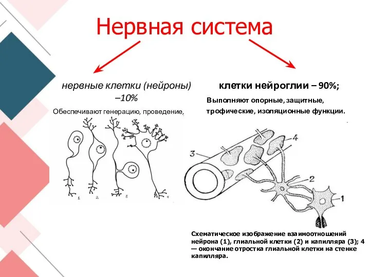 Нервная система нервные клетки (нейроны) –10% Обеспечивают генерацию, проведение, анализ нервных импульсов;