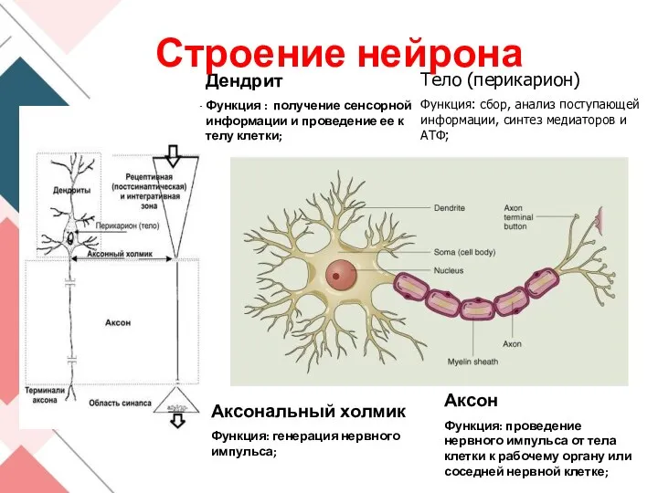 Тело (перикарион) Функция: сбор, анализ поступающей информации, синтез медиаторов и АТФ; Дендрит