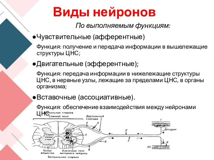 По выполняемым функциям: Чувствительные (афферентные) Функция: получение и передача информации в вышележащие