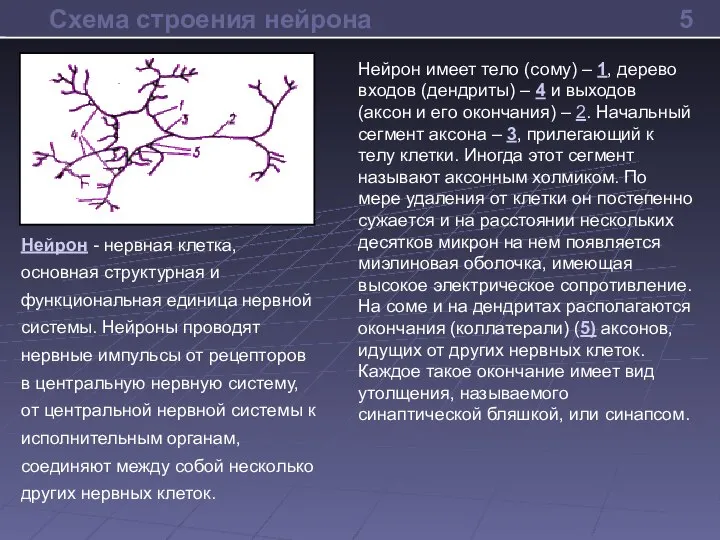 Схема строения нейрона Нейрон имеет тело (сому) – 1, дерево входов (дендриты)