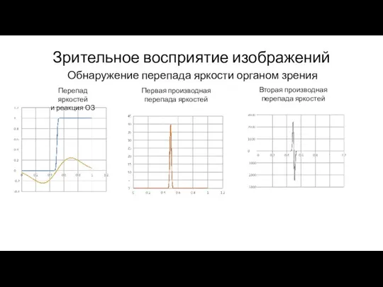 Зрительное восприятие изображений Обнаружение перепада яркости органом зрения Перепад яркостей и реакция