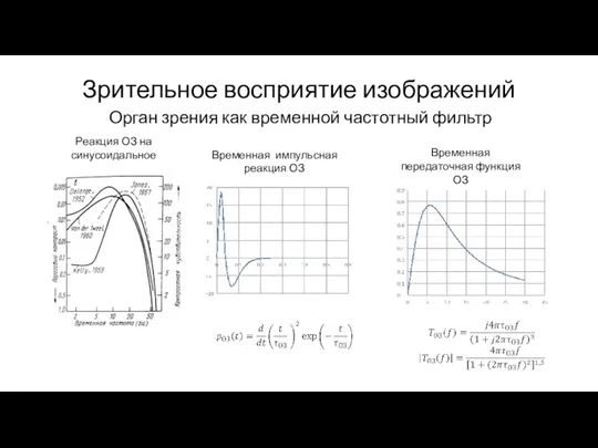 Зрительное восприятие изображений Орган зрения как временной частотный фильтр Реакция ОЗ на