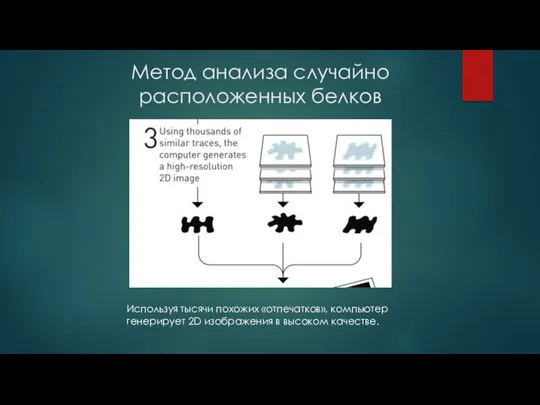 Метод анализа случайно расположенных белков Используя тысячи похожих «отпечатков», компьютер генерирует 2D изображения в высоком качестве.