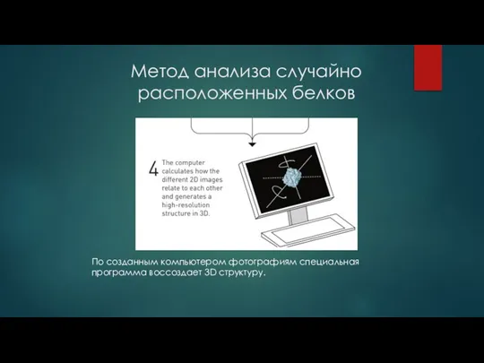 Метод анализа случайно расположенных белков По созданным компьютером фотографиям специальная программа воссоздает 3D структуру.