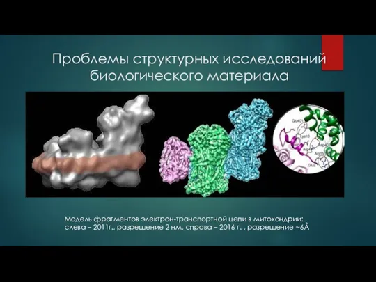 Проблемы структурных исследований биологического материала Модель фрагментов электрон-транспортной цепи в митохондрии: слева