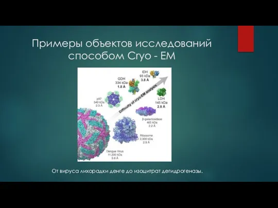 Примеры объектов исследований способом Cryo - EM От вируса лихорадки денге до изоцитрат дегидрогеназы.