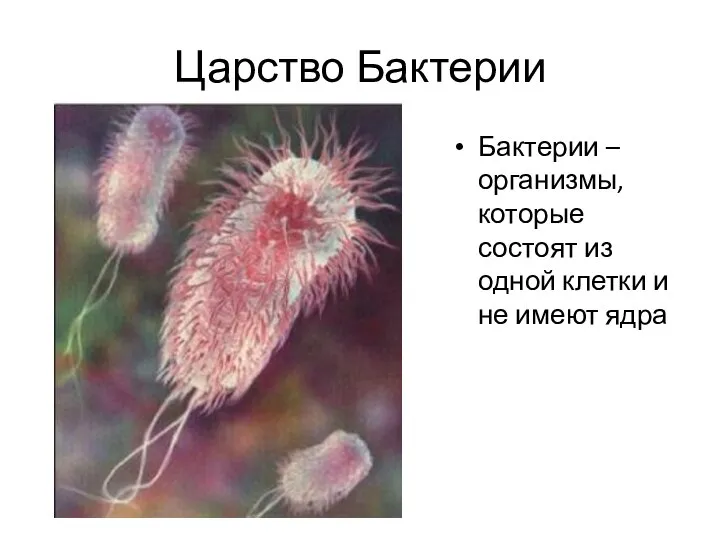 Царство Бактерии Бактерии – организмы, которые состоят из одной клетки и не имеют ядра