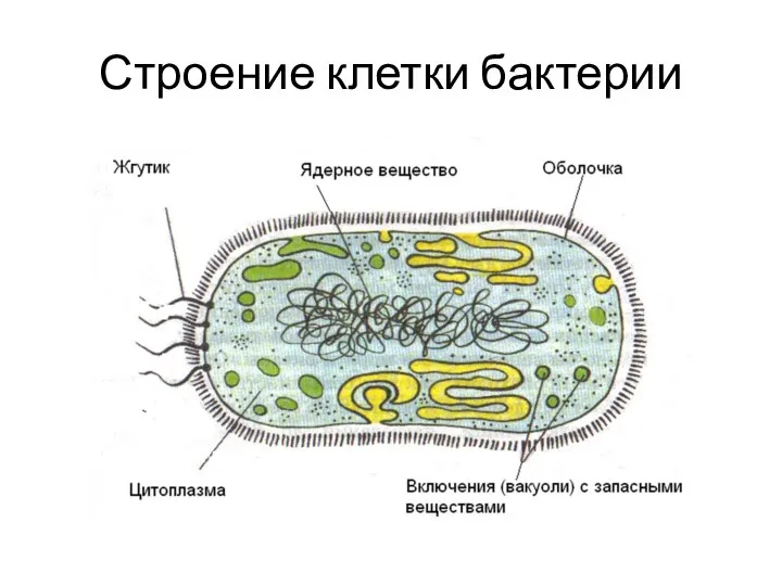 Строение клетки бактерии