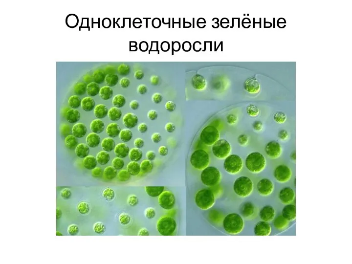 Одноклеточные зелёные водоросли