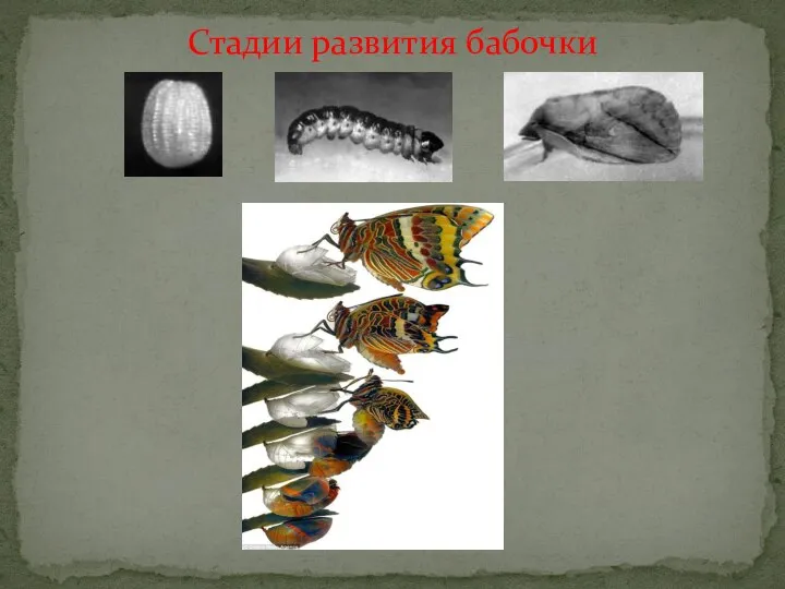 Стадии развития бабочки