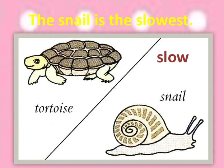 slow The snail is the slowest.