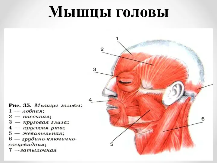 Мышцы головы