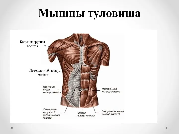 Мышцы туловища Передняя зубчатая мышца Большая грудная мышца