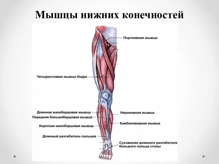 Мышцы нижних конечностей