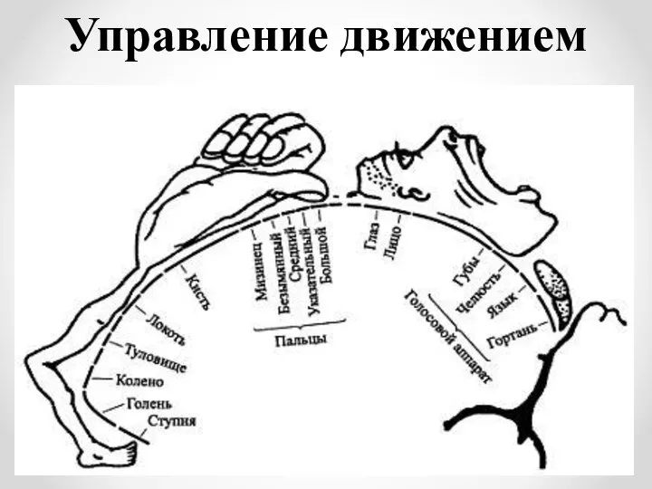 Управление движением