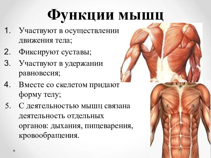 Функции мышц Участвуют в осуществлении движения тела; Фиксируют суставы; Участвуют в удержании