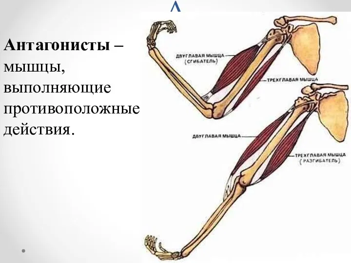 Работа мышц. Пояс задних конечностей человека. Работа мышц человека. К мышцам верхней конечности относится.