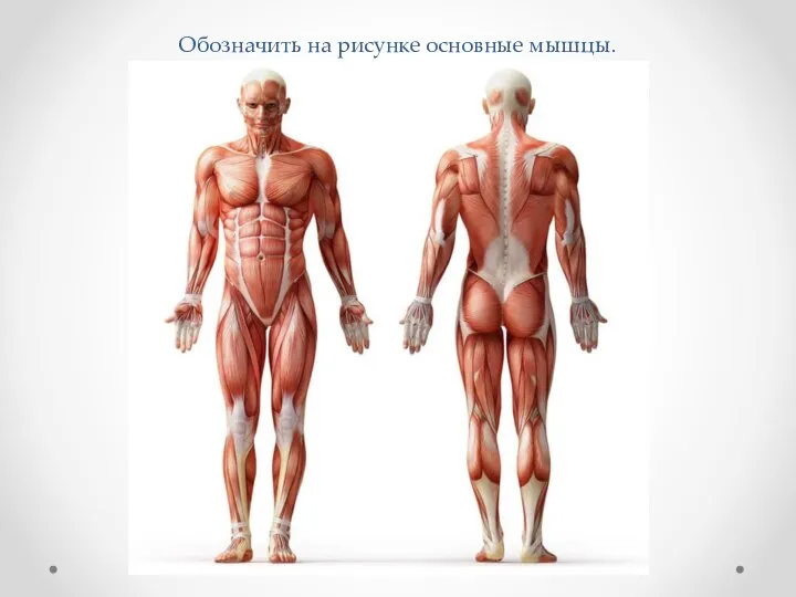 Обозначить на рисунке основные мышцы.