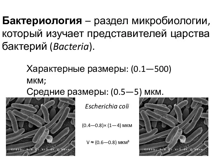 Бактериология – раздел микробиологии, который изучает представителей царства бактерий (Bacteria). Характерные размеры: