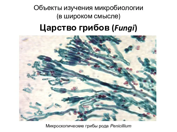 Объекты изучения микробиологии (в широком смысле) Царство грибов (Fungi) Микроскопические грибы рода Penicillium