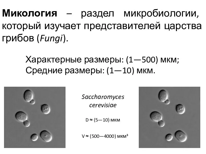 Микология – раздел микробиологии, который изучает представителей царства грибов (Fungi). Характерные размеры: