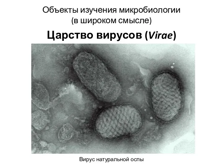 Объекты изучения микробиологии (в широком смысле) Царство вирусов (Virae) Вирус натуральной оспы