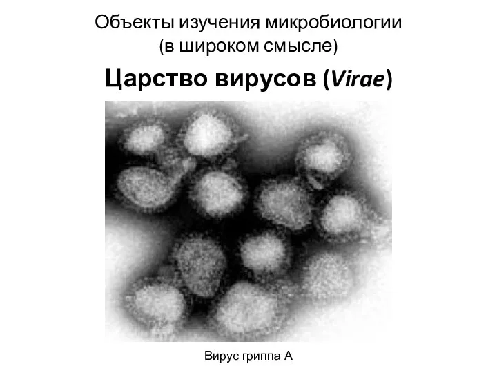 Объекты изучения микробиологии (в широком смысле) Царство вирусов (Virae) Вирус гриппа А