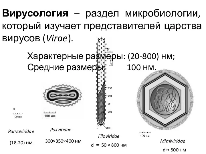 Вирусология – раздел микробиологии, который изучает представителей царства вирусов (Virae). Характерные размеры: