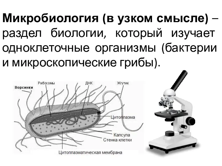 Микробиология (в узком смысле) – раздел биологии, который изучает одноклеточные организмы (бактерии и микроскопические грибы).