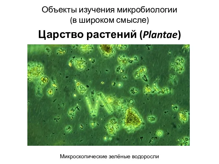 Объекты изучения микробиологии (в широком смысле) Царство растений (Plantae) Микроскопические зелёные водоросли