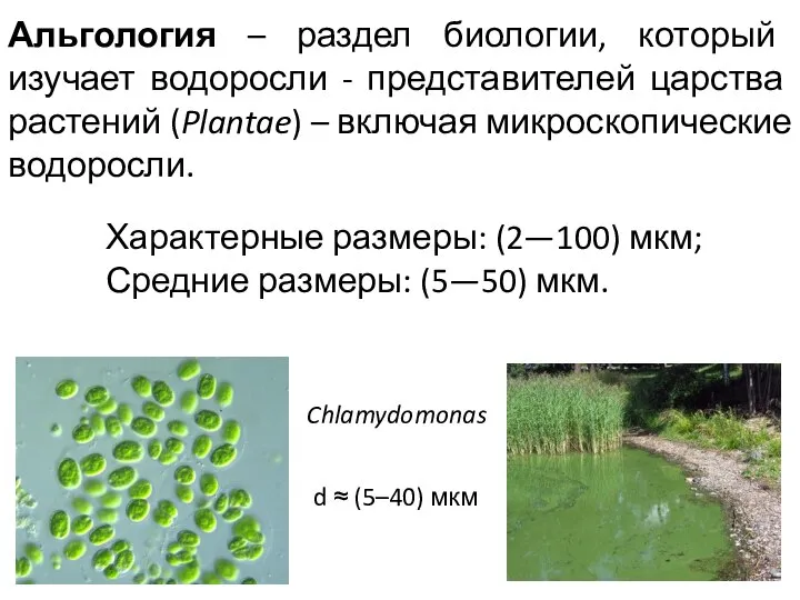 Альгология – раздел биологии, который изучает водоросли - представителей царства растений (Plantae)