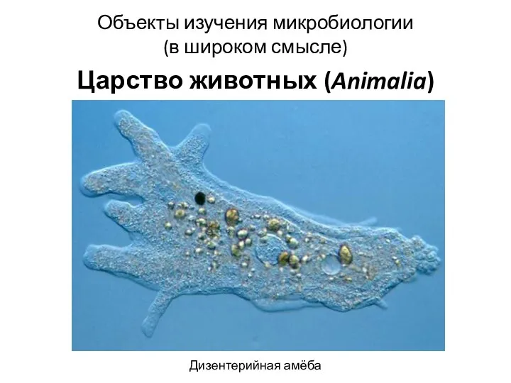 Объекты изучения микробиологии (в широком смысле) Царство животных (Animalia) Дизентерийная амёба