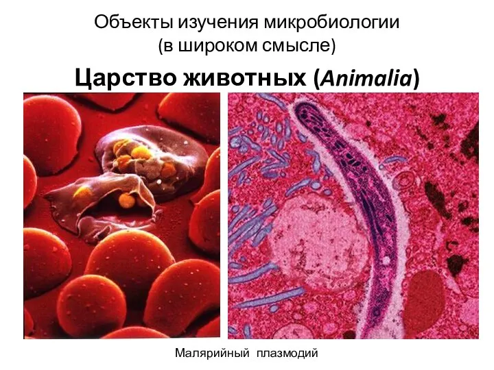 Объекты изучения микробиологии (в широком смысле) Царство животных (Animalia) Малярийный плазмодий