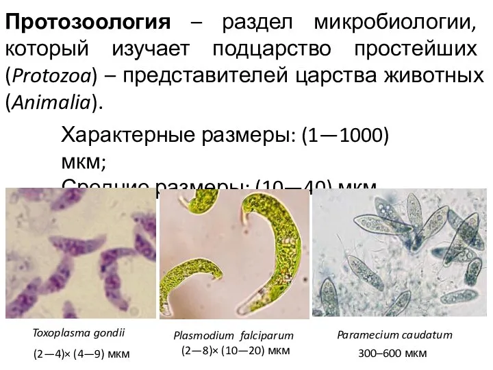 Протозоология – раздел микробиологии, который изучает подцарство простейших (Protozoa) – представителей царства