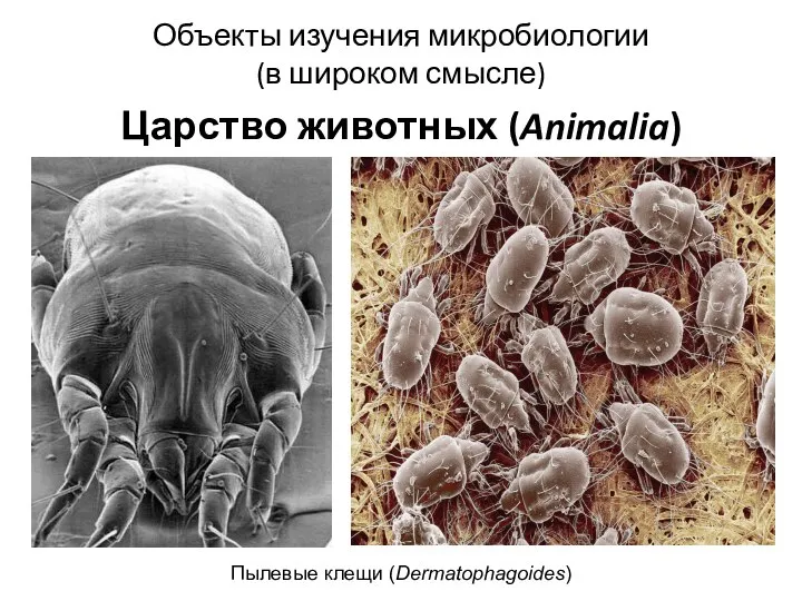 Объекты изучения микробиологии (в широком смысле) Царство животных (Animalia) Пылевые клещи (Dermatophagoides)