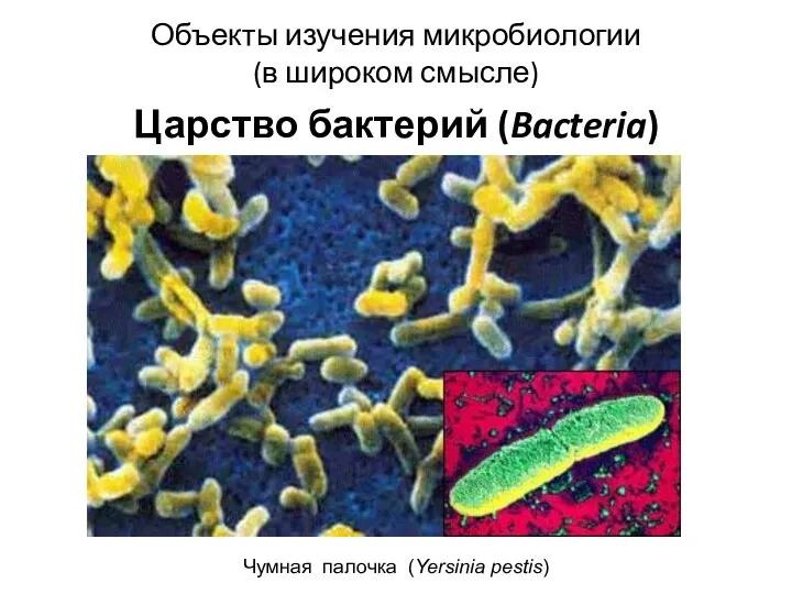 Объекты изучения микробиологии (в широком смысле) Царство бактерий (Bacteria) Чумная палочка (Yersinia pestis)