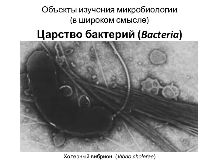 Объекты изучения микробиологии (в широком смысле) Царство бактерий (Bacteria) Холерный вибрион (Vibrio cholerae)