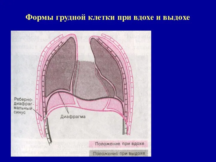 Формы грудной клетки при вдохе и выдохе