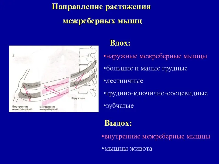 Направление растяжения межреберных мышц Вдох: наружные межреберные мышцы большие и малые грудные