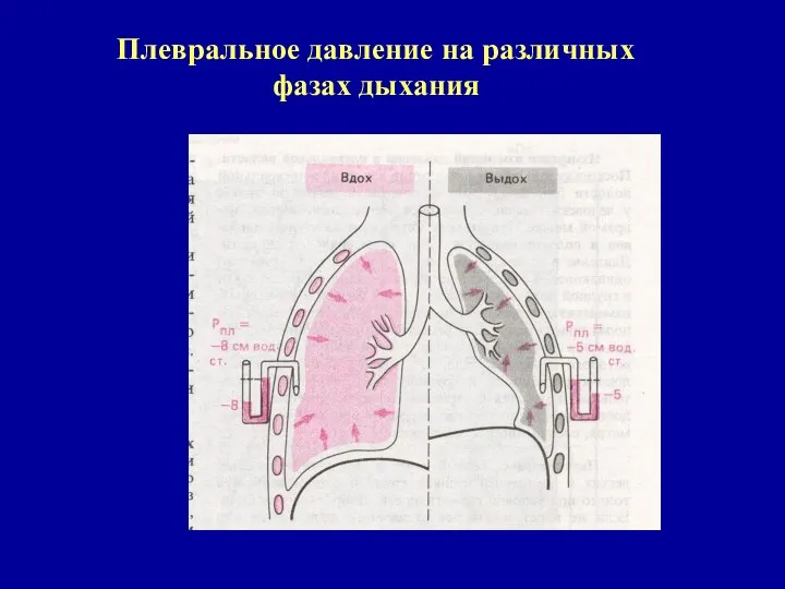 Плевральное давление на различных фазах дыхания