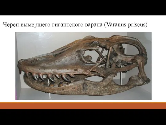 Череп вымершего гигантского варана (Varanus priscus)