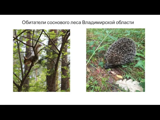 Обитатели соснового леса Владимирской области