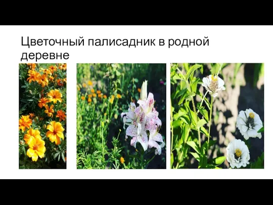 Цветочный палисадник в родной деревне