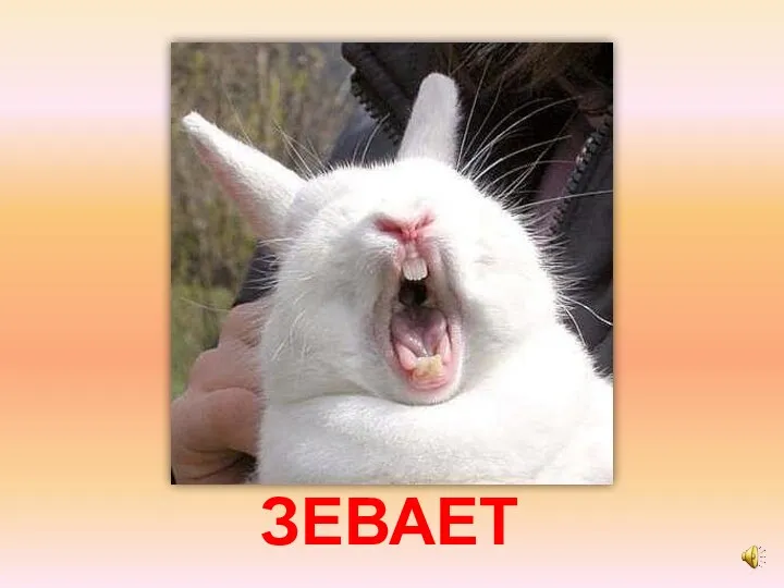 ЗЕВАЕТ